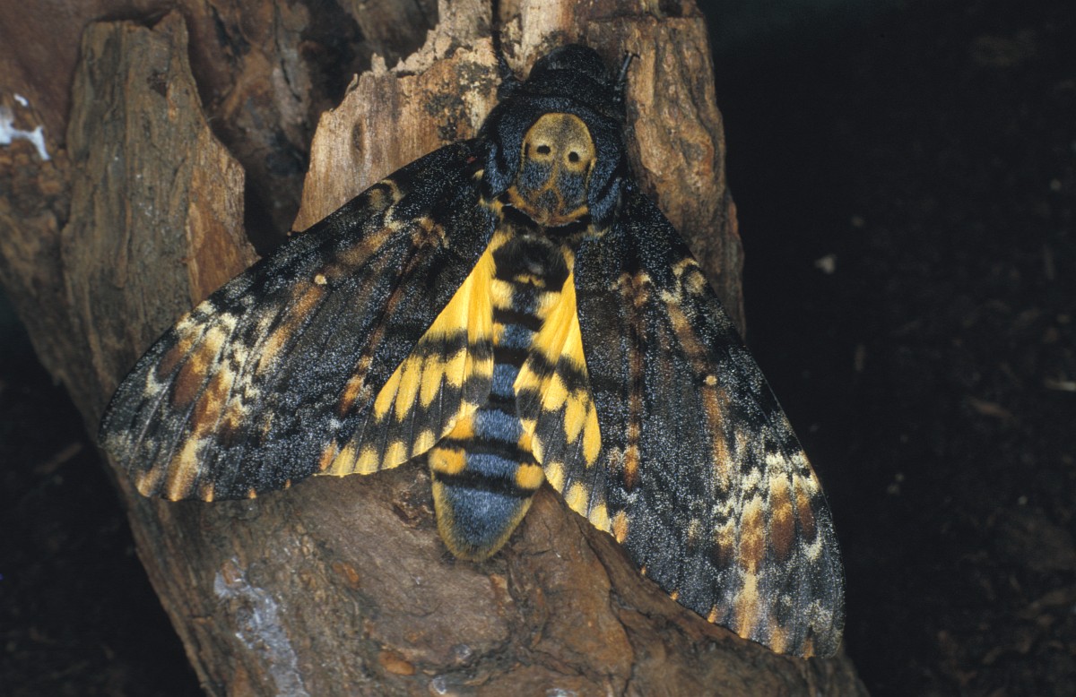 Acherontia Styx бабочка